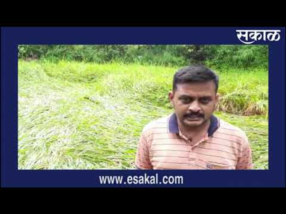 परतीच्या पावसाचा तडाखा! भात शेतीचे नुकसान