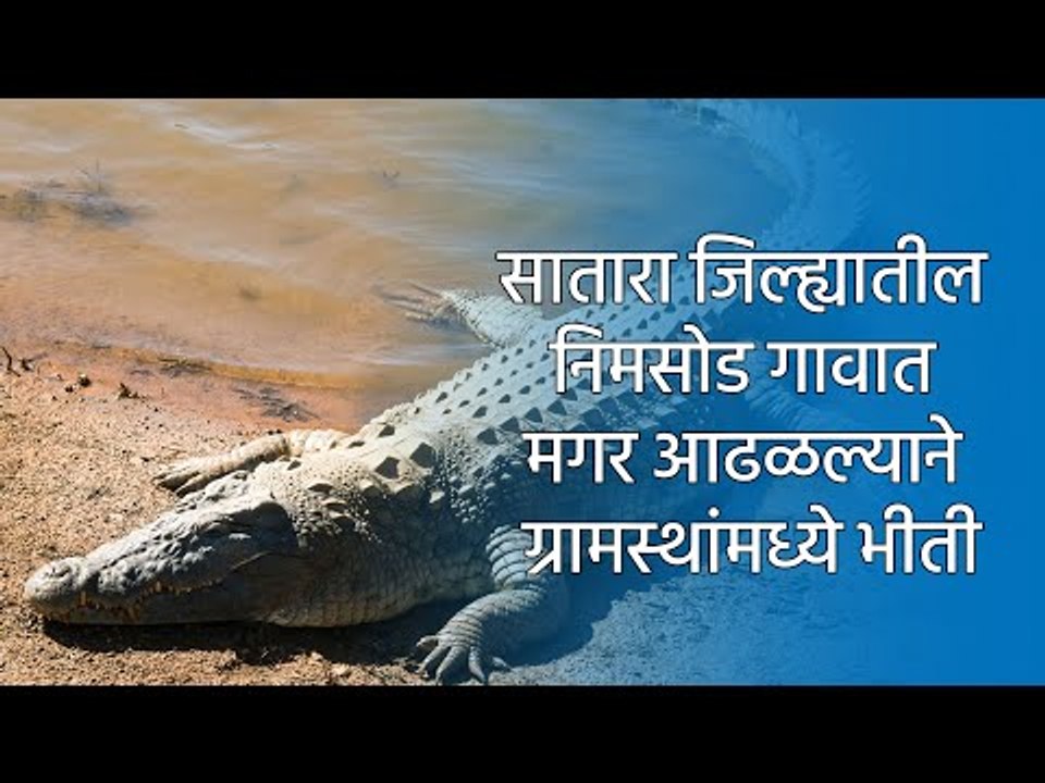 सातारा जिल्ह्यातील निमसोड गावात मगर आढळल्याने ग्रामस्थांमध्ये भीती | Satara | Crocodile | Sakal