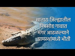 सातारा जिल्ह्यातील निमसोड गावात मगर आढळल्याने ग्रामस्थांमध्ये भीती | Satara | Crocodile | Sakal