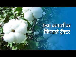 उभ्या कपाशीवर फिरवले ट्रॅक्टर | shetkari | Cotton | farmer |  Sakal Media |
