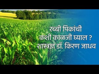 रब्बी पिकांची कशी काळजी घ्याल ? : शास्त्रज्ञ डॉ. किरण जाधव | Farming | Rabbi Crop | Sakal Media