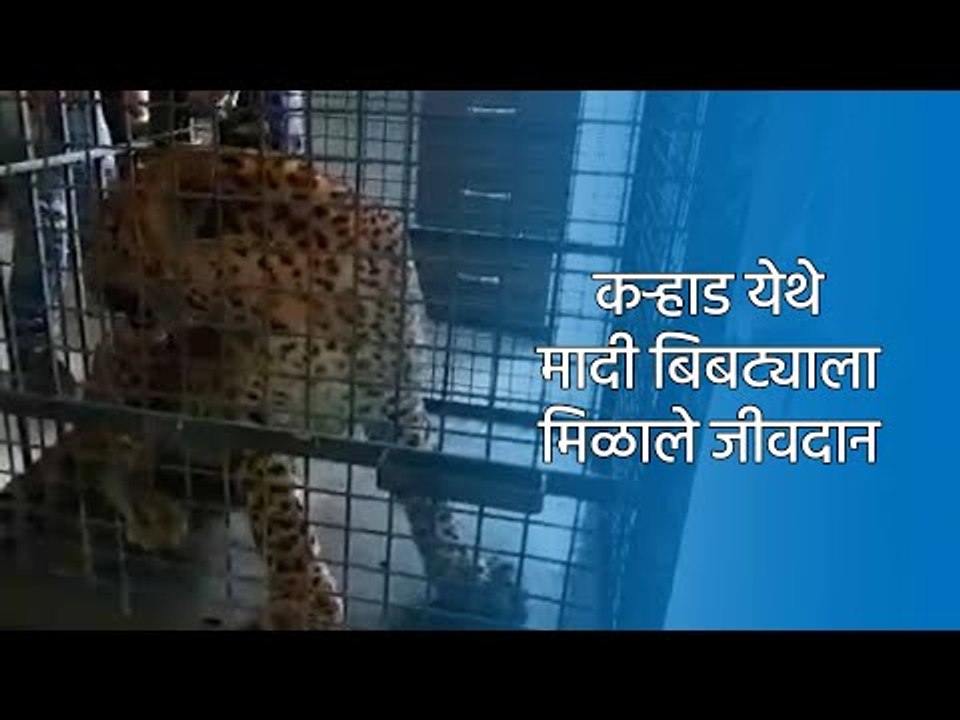कऱ्हाड येथे मादी बिबट्याला मिळाले जीवदान |SATARA|SAKAL|SAKAL MEDIA GROUP|