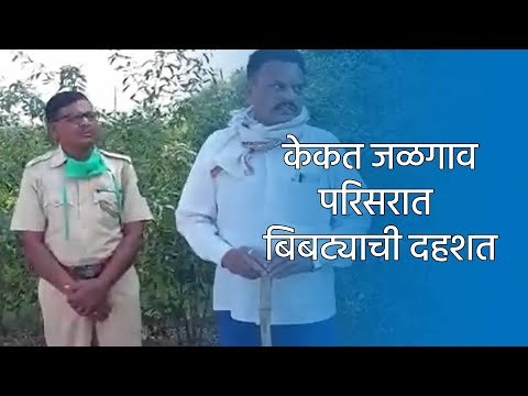 केकत जळगाव परिसरात या बिबट्याची दहशत | Aurangabad | Leopard | Farming | Sakal | Sakal Media