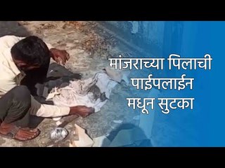 मांजराच्या पिलाची पाईपलाईन मधून सुटका | Pune | Kothrud | Cat rescue | Sakal Media |