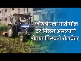कोथंबीरला मातीमोल दर मिळत असल्याने शेतात फिरवले रोटावेटर | Aurangabad | Coriander | Sakal Media |