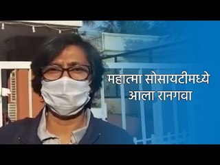 महात्मा सोसायटीमध्ये आला रानगवा | Pune | Baisan | Sakal Media |