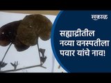 सह्याद्रीतील नव्या वनस्पतीला पवार यांचे नाव! | Sahyadri mountain range | Kolhapur | Sakal Media |