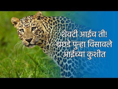 शेवटी आईच ती! बछडे पुन्हा विसावले आईच्या कुशीत | Nashik | Leopard | Sakal Media |