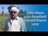 गुमगाव परिसरात हरभरा पीकवाढीसाठी शेतकऱ्यांची दिवसरात्र धडपड | Nagpur | Maharashtra | Sakal Media |