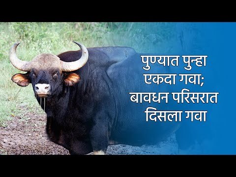 पुण्यात पुन्हा एकदा गवा; बावधन परिसरात दिसला गवा | Pune | Indian Baisan | Sakal Media |