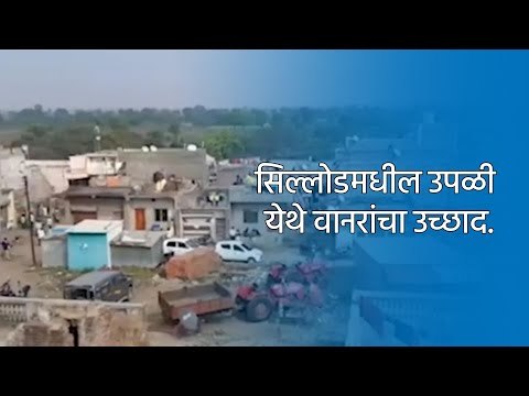 सिल्लोडमधील उपळी येथे वानरांचा उच्छाद.| Aurangabad | Maharashtra | Sakal Media |