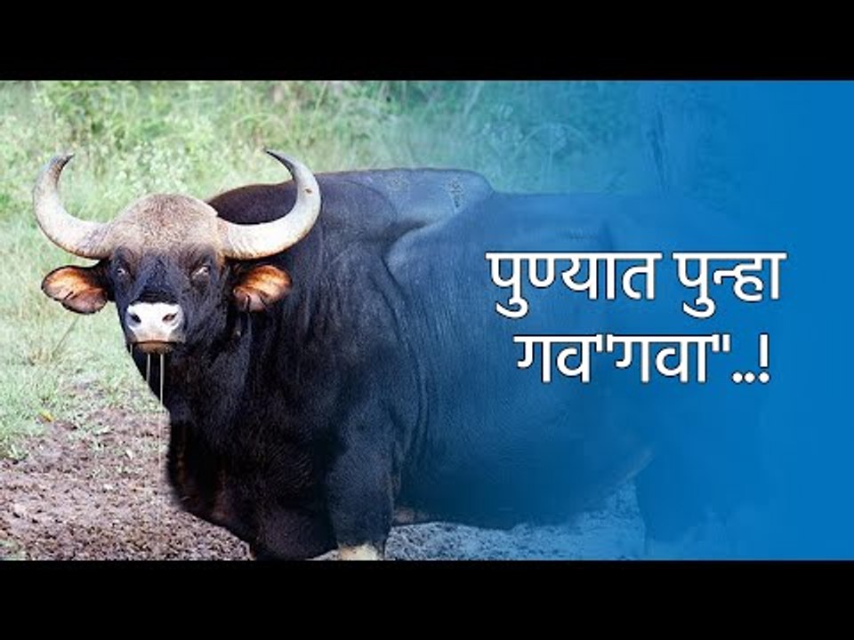 पुण्यात पुन्हा गव"गवा"..! | Pune | Indian Bison | Maharashtra | Wildlife | Sakal|  Sakal Media |