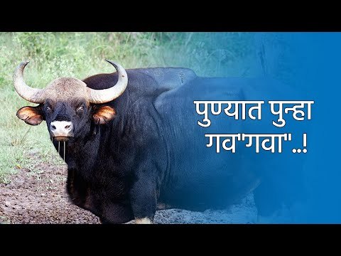 पुण्यात पुन्हा गव गवा ..! | Pune | Indian Bison | Maharashtra | Wildlife | Sakal| Sakal Media |