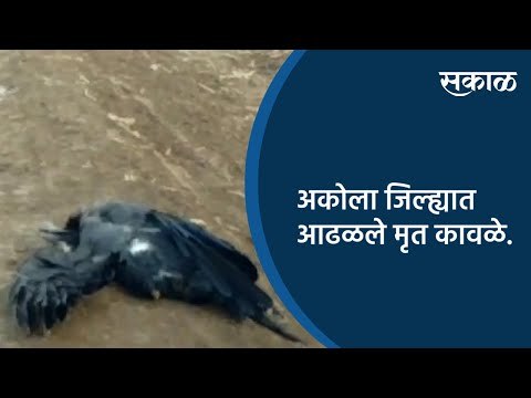 अकोला जिल्ह्यात आढळले मृत कावळे | Akola | Maharashtra | Sakal Media |