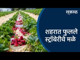 शहरात फुलले स्ट्रॉबेरीचे मळे | Pune | Strawberry Farming | Maharashtra | Sakal Media |