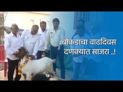 बोकडाचा वाढदिवस दणक्यात साजरा ..! | Pune | Maharashtra | Sakal Media |