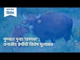 पुण्यात पुन्हा 'रानगवा' ; वन्यजीव प्रेमींची विशेष मुलाखत | Indian Bison | Wildlife | Pune | Sakal