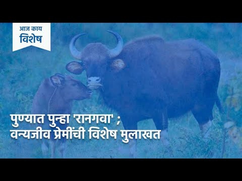 पुण्यात पुन्हा 'रानगवा' ; वन्यजीव प्रेमींची विशेष मुलाखत | Indian Bison | Wildlife | Pune | Sakal