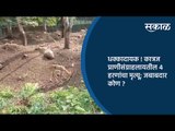 धक्कादायक ! कात्रज प्राणीसंग्राहलायतील ४ हरणांचा मृत्यू; जबाबदार कोण? | Pune | Maharashtra | Sakal |