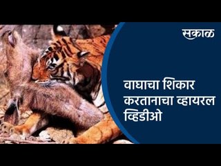 वाघ जंगलातील वन्यप्राण्याची शिकार करताना एक व्हीडिओ सोशल मीडियावर सध्या व्हायरल झालाय