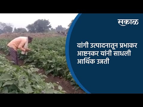 वांगी उत्पादनातून प्रभाकर आष्टनकर यांनी साधली आर्थिक उन्नती | Nagpur | Maharashtra | Sakal Media |