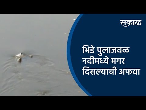 भिडे पुलाजवळ नदीमध्ये मगर दिसल्याची अफवा | Pune | Maharashtra | Sakal Media |