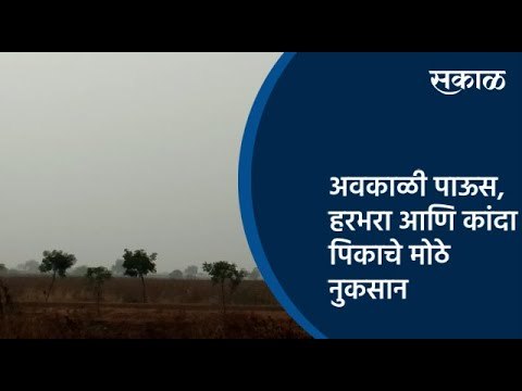 अवकाळी पाऊस, हरभरा आणि कांदा पिकाचे मोठे नुकसान | Akola | Maharashtra | Sakal Media |