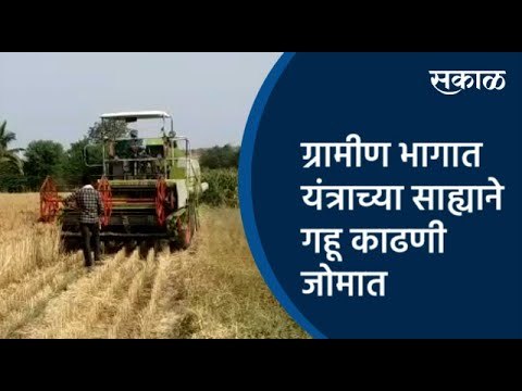 ग्रामीण भागात यंत्राच्या साह्याने गहू काढणी जोमात | Sangali | Maharashtra | Sakal Media |