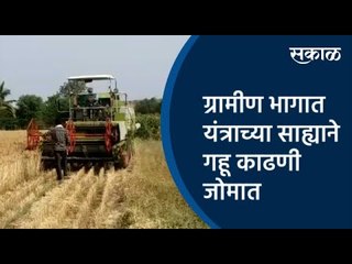 ग्रामीण भागात यंत्राच्या साह्याने गहू काढणी जोमात | Sangali | Maharashtra | Sakal Media |