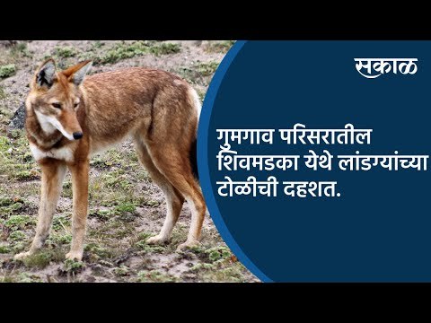 गुमगाव परिसरातील शिवमडका येथे लांडग्यांच्या टोळीची दहशत | Nagpur | Maharashtra | Sakal Media |