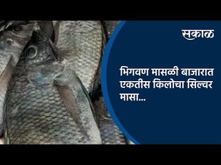 भिगवण मासळी बाजारात एकतीस किलोचा सिल्वर मासा | Silver Fish | Sakal Media |