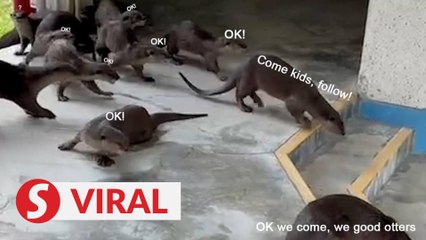 Surprise furry animals “invade” Singapore MOE HQ