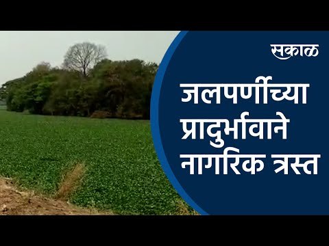 जलपर्णीच्या प्रादुर्भावाने नागरिक त्रस्त | Mutha river | Jalparni | Sakal Media |
