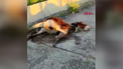 VETERİNERİ TELEFONLA GÖRÜNTÜLÜ ARAYIP EŞEĞE DOĞUM YAPTIRDI