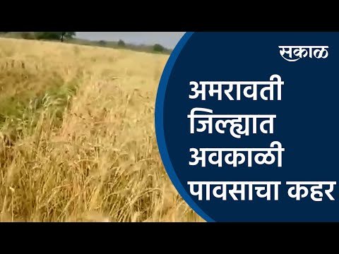 अमरावती जिल्ह्यात अवकाळी पावसाचा कहर | Rain | Amravit | Sakal Media |