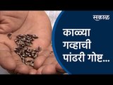 काळ्या गव्हाची पांढरी गोष्ट... |Black Wheat |satara | Sakal Media |