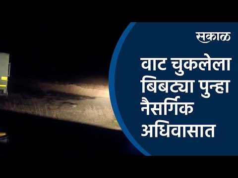 वाट चुकलेला बिबट्या पुन्हा नैसर्गिक अधिवासात |Leopard |Sangli |Maharashtra | Sakal Media |