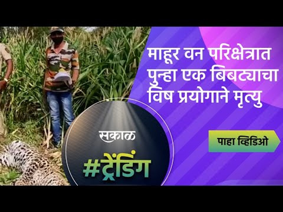 माहूर वन परिक्षेत्रात पुन्हा एक बिबट्याचा विष प्रयोगाने मृत्यु | Mahur | Nanded | Sakal Media |