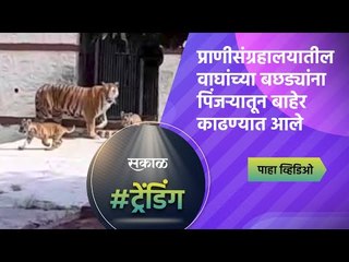 प्राणीसंग्रहालयातील वाघांच्या बछड्यांना पिंजऱ्यातून बाहेर काढण्यात आले | Aurangabad | Sakal Media |