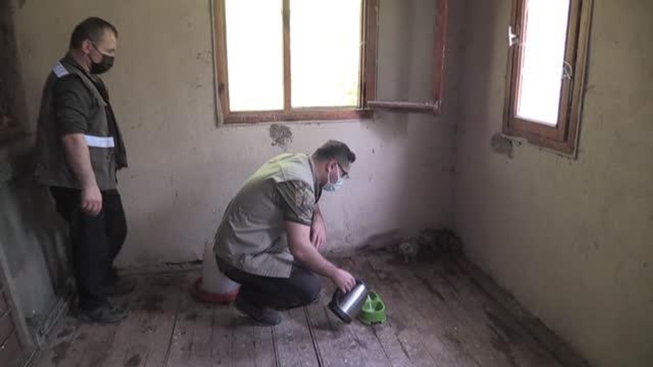 Annesiz kalan tilki yavrularına rehabilitasyon merkezinde şefkatle bakılıyor