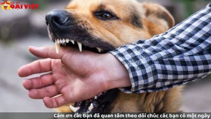 Mơ thấy chó cắn có tỉ lệ trúng cao nhất