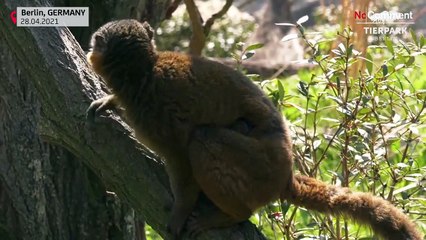 Naissance d'un lémurien à collier au zoo de Berlin