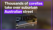 Thousands of corellas take over suburban Australian street