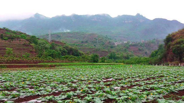 From planting seedlings to table food in 45 days｜Chinese Food野小妹 wild girl