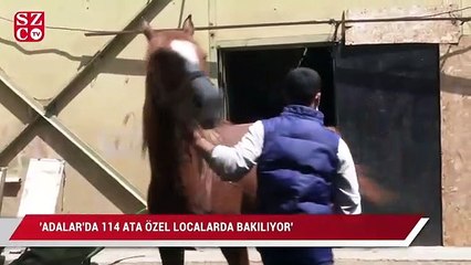 ‘Adalar’da 114 ata özel localarda bakılıyor’