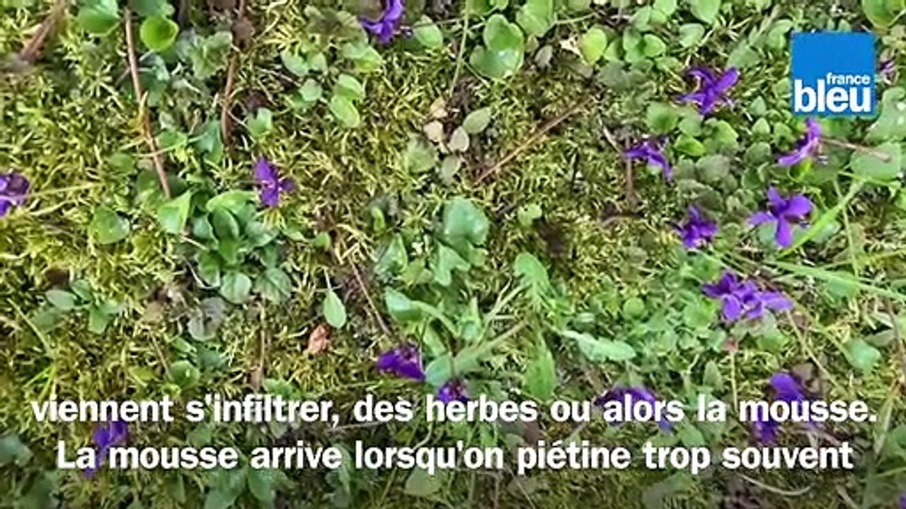 Roland Motte Jardinier Et Si Vous Laissiez Poussez Les Fleurs Sauvages Dans Votre Gazon