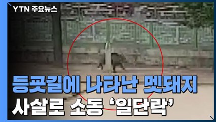 등굣길에 나타난 멧돼지...실탄 맞고 사살되면서 소동 '일단락' / YTN