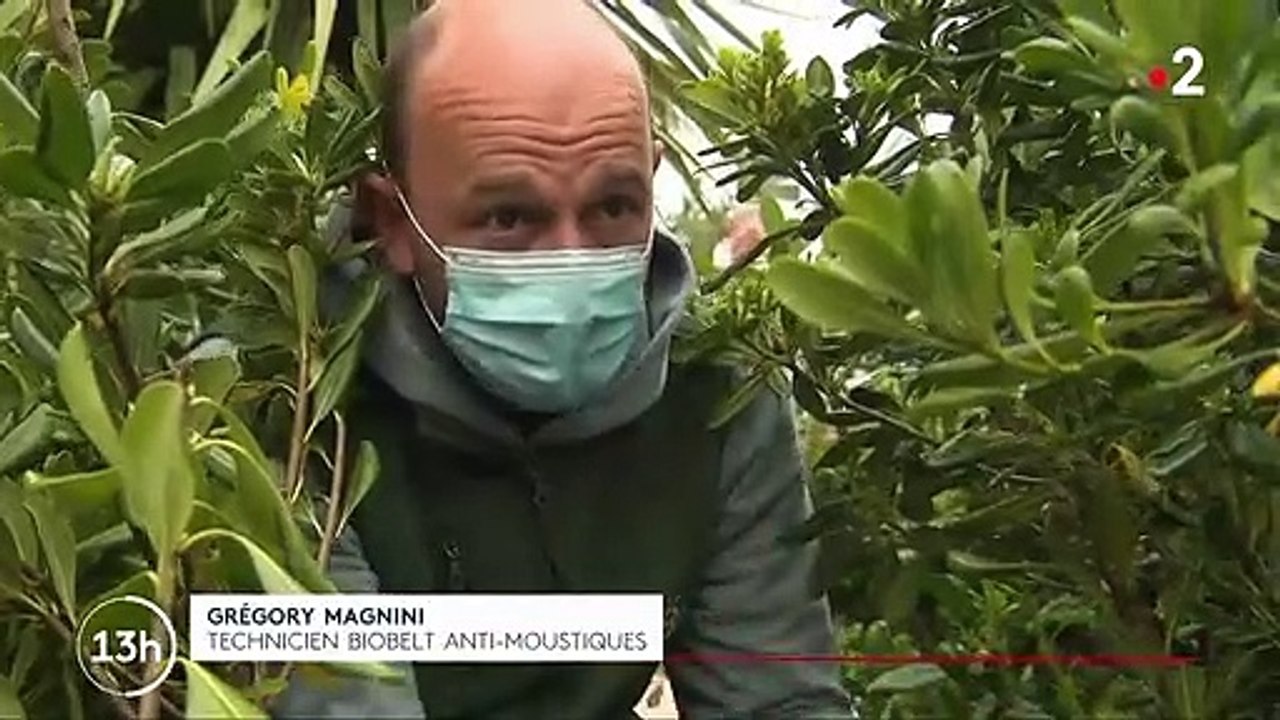 Moustiques : de nouveaux systèmes innovants pour s'en débarrasser