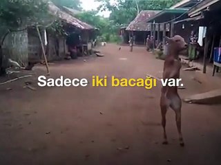 İki bacaklı dananın yürüme azmi