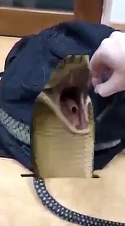 Horror Video Clips _ Sudden Horror Clips  _ Sudden Scary Videos _ Scary Video Clips _WhatsApp Status(360P)